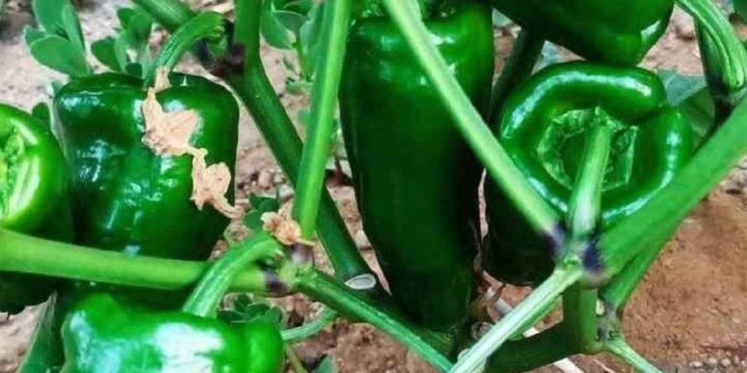 Ata tohumdan üretiliyor, alıcısı çok oluyor! Kilosu 400 TL’den satılıyor 1